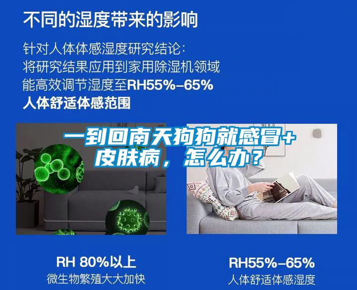 一到回南天狗狗就感冒+皮肤病，怎么办？