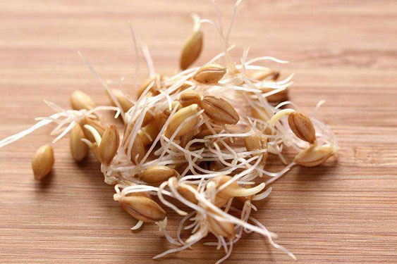 1526089458114726.jpg 谷物发芽.jpg