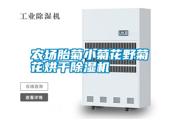 农场胎菊小菊花野菊花烘干精品一区二区三区水蜜桃