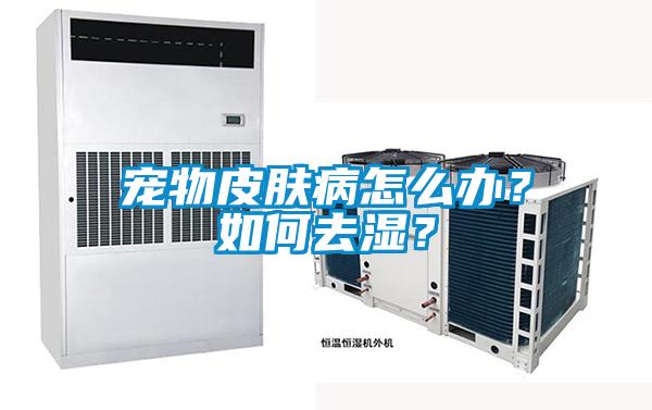 宠物皮肤病怎么办？如何去湿？
