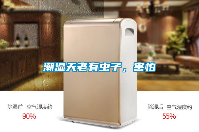 潮湿天老有虫子，害怕