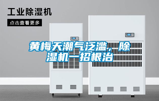 黄梅天潮气泛滥，精品一区二区三区水蜜桃一招根治