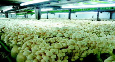 食用菌菌类种植环境加湿控制水蜜桃入口网页污1