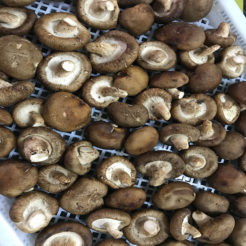 湖北省京山县的菇农代表选用99精品久久久久久水蜜桃99精品久久久久久水蜜桃食用菌烘干机模块即香菇烘干机